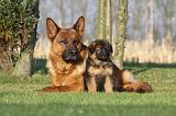 BERGER ALLEMAND 842
